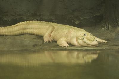 Sunny White Alligator as he should really look.jpg
