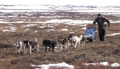 Kobuk 440