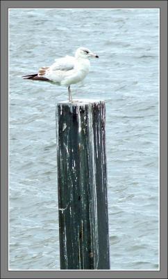 gulls