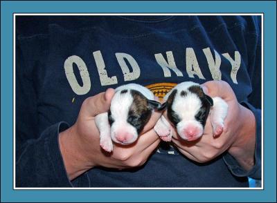 puppy422.jpg