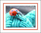 bug4.jpg
