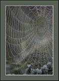 web.jpg