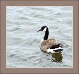 goose22.jpg