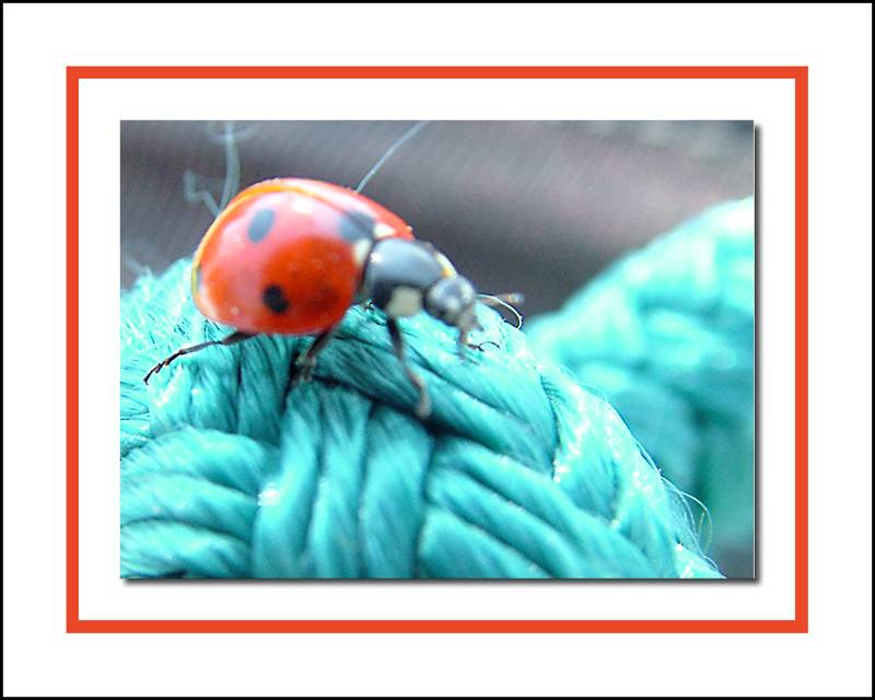 bug4.jpg