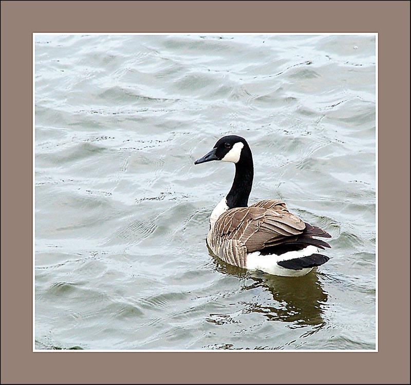 goose22.jpg