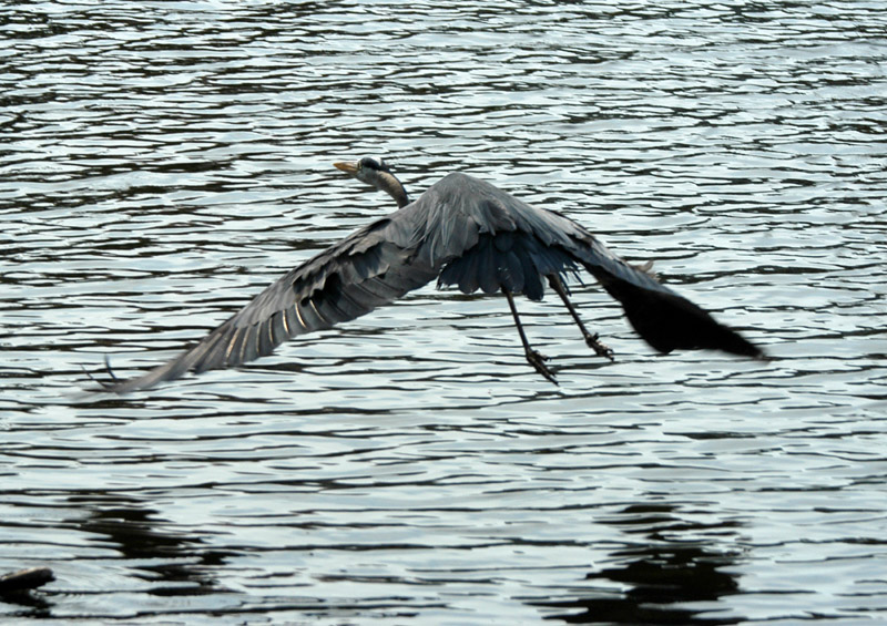 DSC_4929 copy.jpg