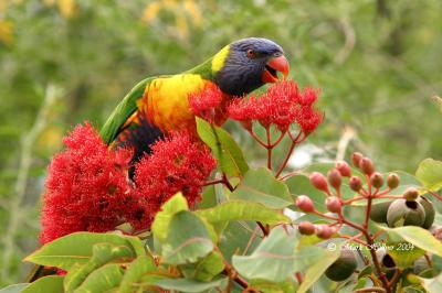 Rainbow Lorikeet