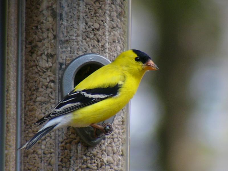 Goldfinch (M)-1 <))