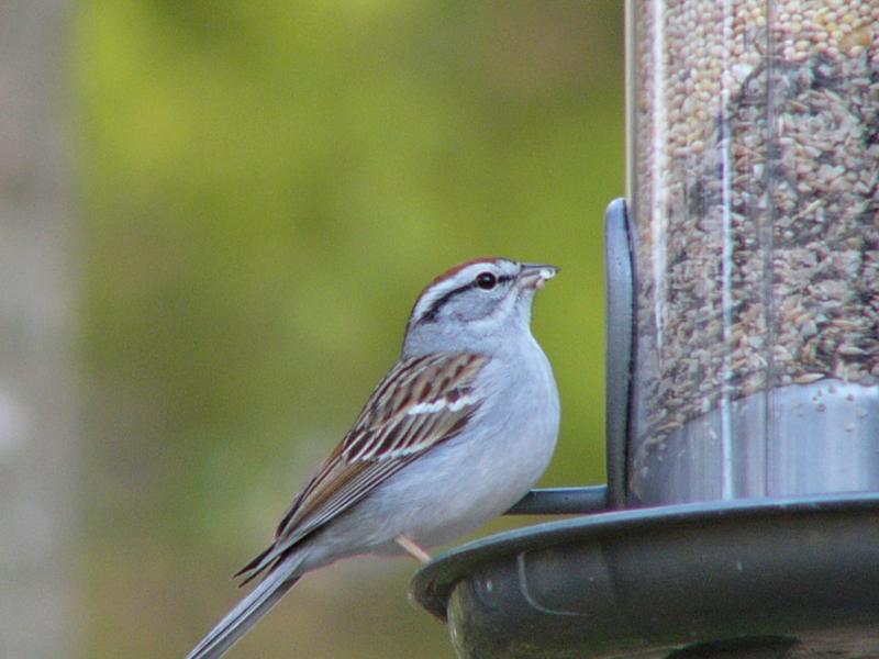 Chipping Sparrow