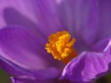 Crocus04 5/7 