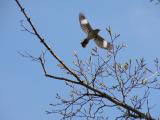 Mocking Bird Flight