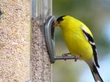 Goldfinch (M)-3 <))