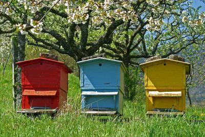 Bienenhuser in der Obstplantage / Beehives