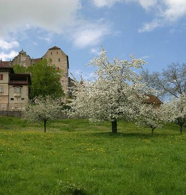 Schloss Wildegg im Frhling