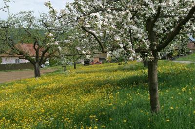 Blhende Obstbume