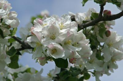 Obstblte