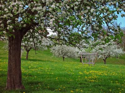 Obstgarten im Frhling