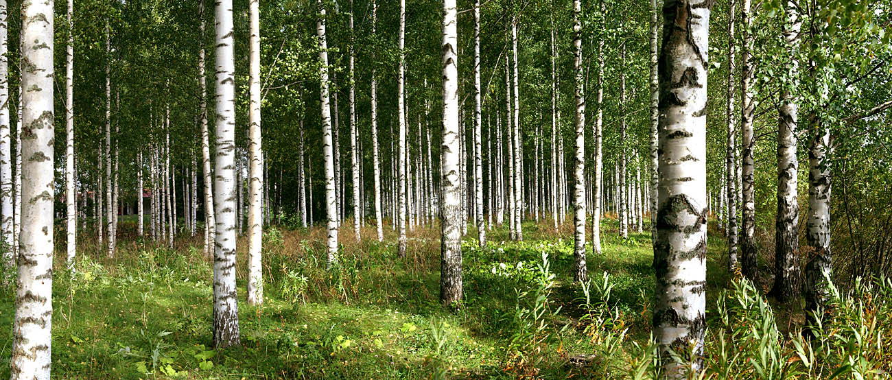 birch forest