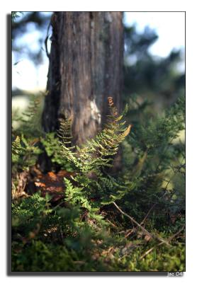 Ferns  Cedar.jpg