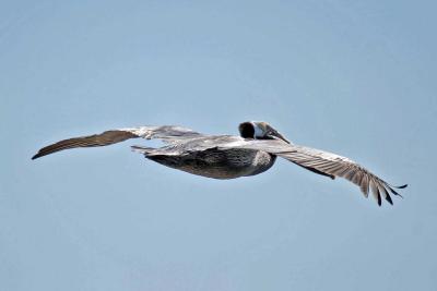 Brown Pelican for pbase.jpg