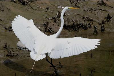 Great Egret 1.jpg