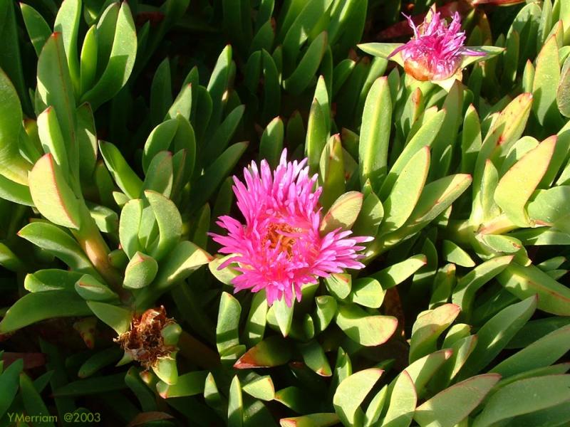 Seaside Purslane