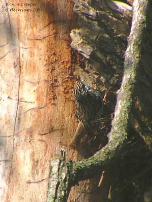 Nesting Brown Creeper