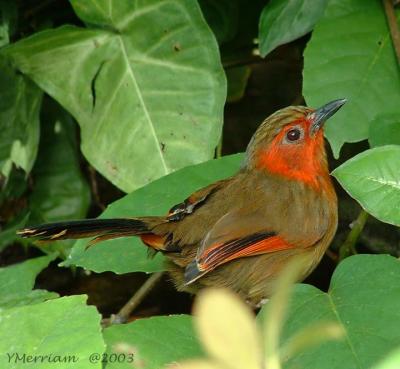 Red Faced Liocichla