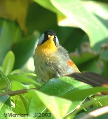 Silver Eared Mesia 1