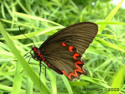 Polydamas Swallowtail