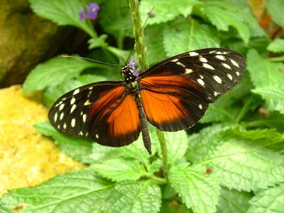 Heliconius Hecale