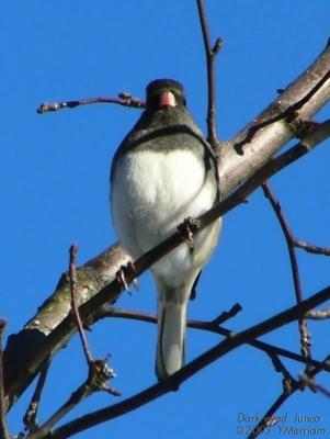 Under the Junco