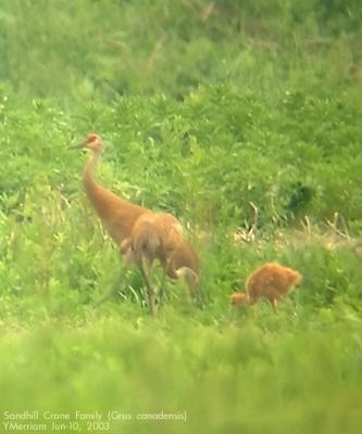 NY State Record Breeding Cranes