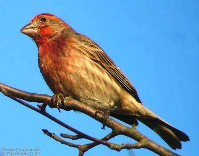 Mr. House Finch