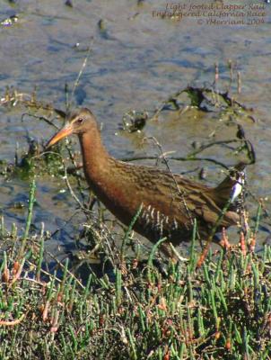 Endangered Light-footed Clapper Rail
