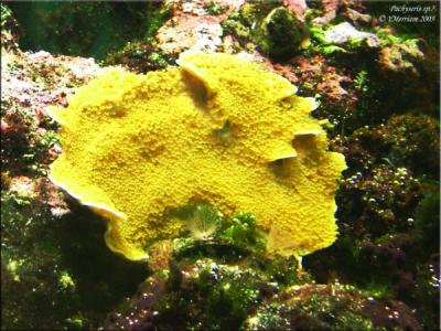 Plate Coral Species