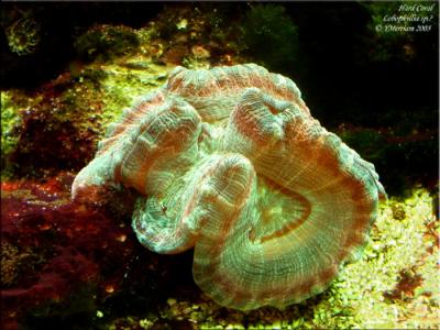 Hard Coral Species