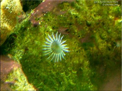 Ghost Feather Duster Worm