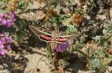 Hyles lineata - White-lined Sphinx - Hodges#7894