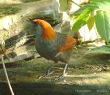 Red Tailed Laughing Thrush