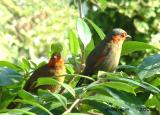 Red Faced Liocichla Pair
