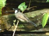 Thirsty White Eared Bulbul