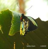 Ornithoptera