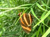 Banded Orange Heliconius