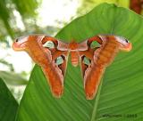 Atlas Moth