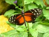 Heliconius Hecale