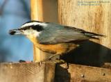 Red-breasted Nuthatch Female