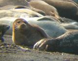 Birthing California Seals