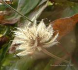 Clematis Seedhead