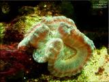 Hard Coral Species